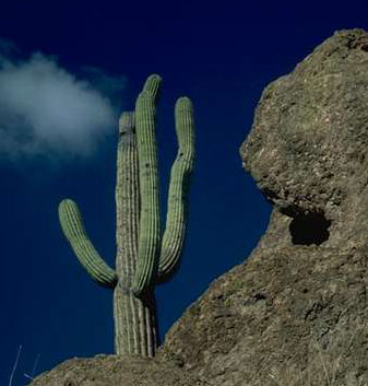 photo of Cactus, Saboten